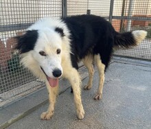 PONGO, Hund, Border Collie in Starnberg - Bild 15