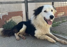 PONGO, Hund, Border Collie in Starnberg - Bild 16