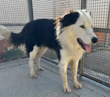 PONGO, Hund, Border Collie in Starnberg - Bild 17