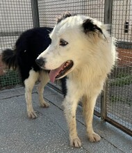 PONGO, Hund, Border Collie in Starnberg - Bild 18