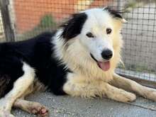 PONGO, Hund, Border Collie in Starnberg - Bild 19