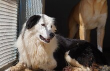 PONGO, Hund, Border Collie in Starnberg - Bild 2