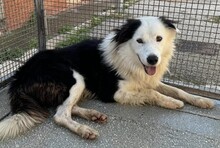 PONGO, Hund, Border Collie in Starnberg - Bild 20