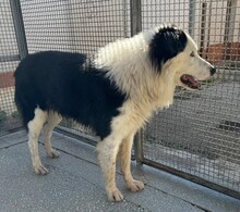 PONGO, Hund, Border Collie in Starnberg - Bild 21