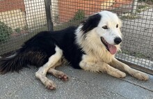 PONGO, Hund, Border Collie in Starnberg - Bild 22