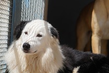 PONGO, Hund, Border Collie in Starnberg - Bild 3