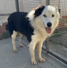 PONGO, Hund, Border Collie in Starnberg - Bild 4