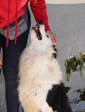 PONGO, Hund, Border Collie in Starnberg - Bild 5