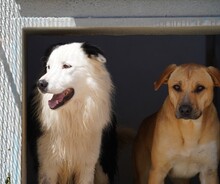PONGO, Hund, Border Collie in Starnberg - Bild 6