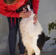 PONGO, Hund, Border Collie in Starnberg - Bild 8