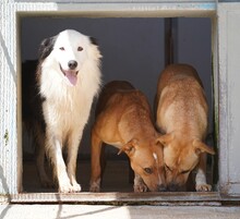 PONGO, Hund, Border Collie in Starnberg - Bild 9