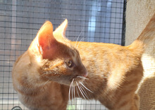 ENO, Katze, Europäisch Kurzhaar in Italien