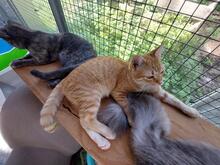 ENA, Katze, Europäisch Kurzhaar in Italien