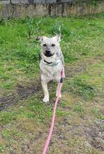 RONNIE, Hund, Mischlingshund in Bulgarien - Bild 7