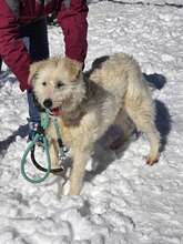 RINA, Hund, Mischlingshund in Bulgarien - Bild 12