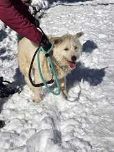 RINA, Hund, Mischlingshund in Bulgarien - Bild 13