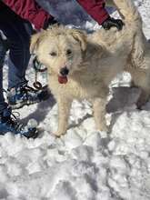 RINA, Hund, Mischlingshund in Bulgarien - Bild 14