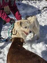 RINA, Hund, Mischlingshund in Bulgarien - Bild 15