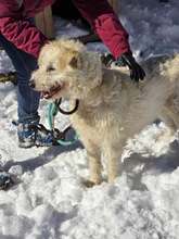 RINA, Hund, Mischlingshund in Bulgarien - Bild 16