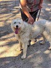 RINA, Hund, Mischlingshund in Bulgarien - Bild 17