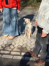 MONTY, Hund, Mischlingshund in Düsseldorf - Bild 7