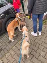 MONTY, Hund, Mischlingshund in Düsseldorf - Bild 8