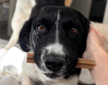 ZIPFELIX, Hund, Mischlingshund in Leipzig - Bild 1