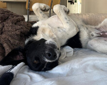 ZIPFELIX, Hund, Mischlingshund in Leipzig - Bild 2