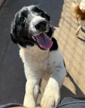 ZIPFELIX, Hund, Mischlingshund in Leipzig - Bild 4