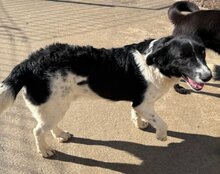 ZIPFELIX, Hund, Mischlingshund in Leipzig - Bild 8
