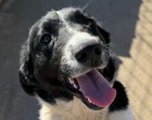 ZIPFELIX, Hund, Mischlingshund in Leipzig - Bild 9
