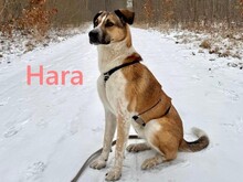 HARA, Hund, Mischlingshund in Berlin
