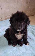 WONNE, Hund, Mischlingshund in Rumänien - Bild 10