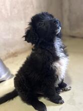WONNE, Hund, Mischlingshund in Rumänien - Bild 7