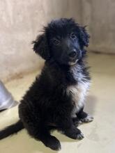 WONNE, Hund, Mischlingshund in Rumänien - Bild 8