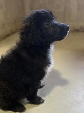 WONNE, Hund, Mischlingshund in Rumänien - Bild 9