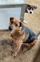 LION, Hund, Mischlingshund in Ungarn - Bild 12