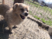 MARTIN, Hund, Mischlingshund in Leipzig - Bild 11