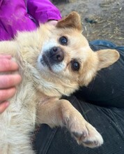 MARTIN, Hund, Mischlingshund in Leipzig - Bild 12
