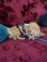 MARTIN, Hund, Mischlingshund in Leipzig - Bild 4