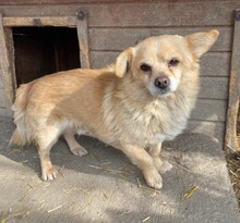 MARTIN, Hund, Mischlingshund in Leipzig - Bild 6
