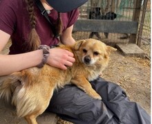 MARTIN, Hund, Mischlingshund in Leipzig - Bild 7