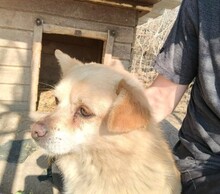 MARTIN, Hund, Mischlingshund in Leipzig - Bild 8