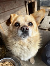 MARTIN, Hund, Mischlingshund in Leipzig - Bild 9