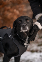 ELIAS, Hund, Mischlingshund in Darmstadt