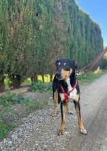 ZOE, Hund, Mischlingshund in Spanien - Bild 1