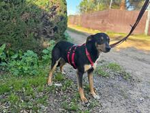 ZOE, Hund, Mischlingshund in Spanien - Bild 2