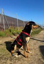 ZOE, Hund, Mischlingshund in Spanien - Bild 3