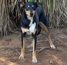 ZOE, Hund, Mischlingshund in Spanien - Bild 4