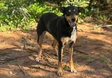 ZOE, Hund, Mischlingshund in Spanien - Bild 5